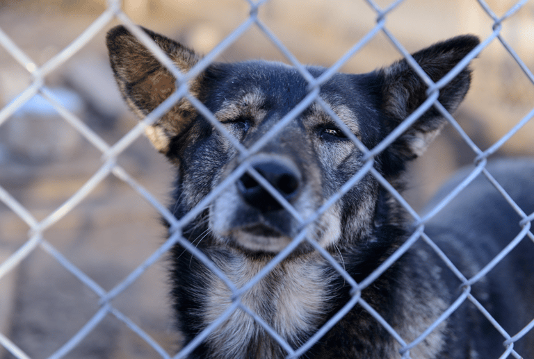 Dog Meat Trade